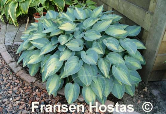 Hosta June